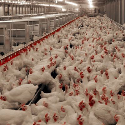 نظام أرضية لحم دجاج طويل الأمد مع مقاومة للتآكل / مواد بلاستيكية
