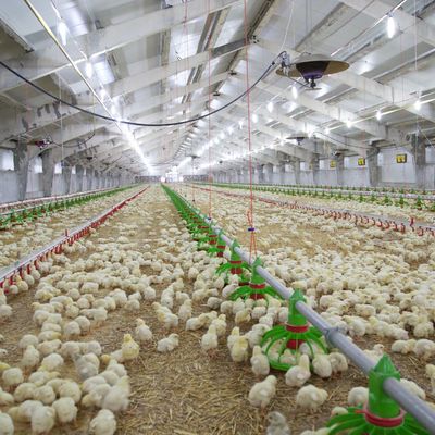 بناء رخيص بناء هيكل فولاذي بناء مزرعة الدواجن بيت الدجاج