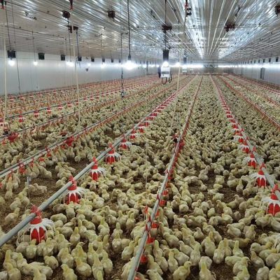 بناء رخيص بناء هيكل فولاذي بناء مزرعة الدواجن بيت الدجاج