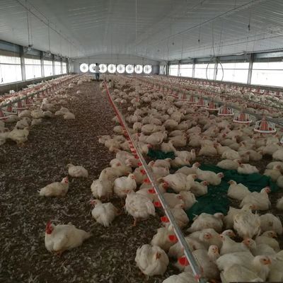 بناء رخيص بناء هيكل فولاذي بناء مزرعة الدواجن بيت الدجاج