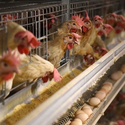3 مستويات غطس حار قفص الدجاج المغلف مع تغذية تلقائية