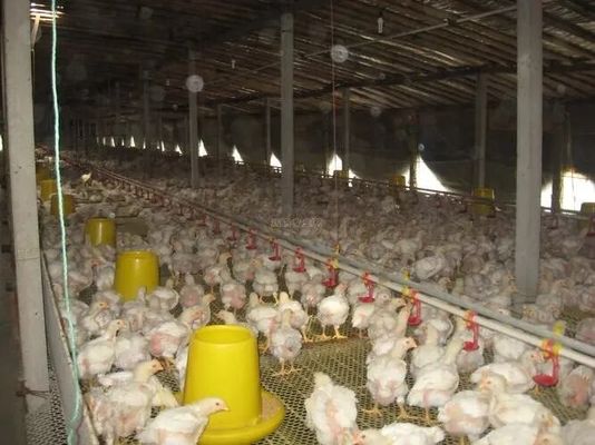 التصميم المهني معدات مزرعة الدجاج المنزل المعدات الصلبية المسبقة الصنع