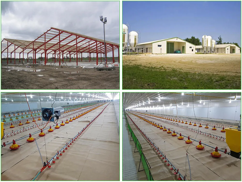SGS مزرعة الحيوانات المعدة مسبقاً الإطار الفولاذية الآلية كوب الدجاج 1