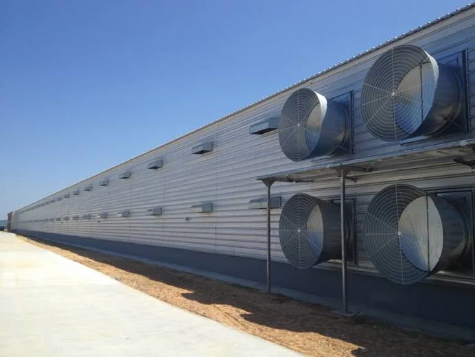 SGS مزرعة الحيوانات المعدة مسبقاً الإطار الفولاذية الآلية كوب الدجاج 4